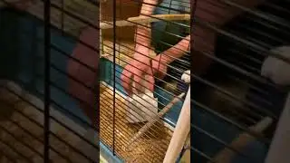 У меня Два Попугая