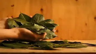 Propiedades Del Laurel Para El Cabello - Agua De Laurel Para El Cabello Largo