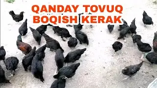QANDAY TOVUQ BOQISH KERAK (Товук боктш сирлари /Tovuq Boqish sirlari)