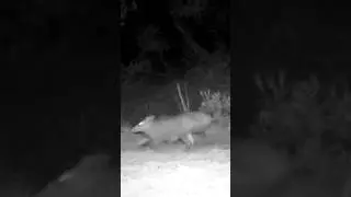 DOMUZ SÜRÜSÜ GEÇİŞ YAPIYOR #domuz #wildboar #pig #youtubeshorts #keşfet #wildlife #trailcam #nature