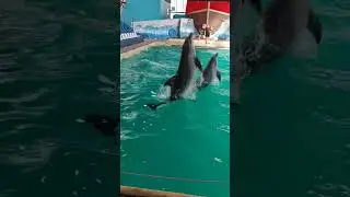 ШОУ дельфинов 