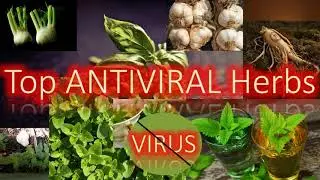 top ANTIVIRAL herbs. Anti Virus, Herbs that fights Viruses.
