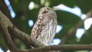 Caburé vocalizando