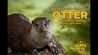 Berkenalan dengan OTTER (Berang-berang) di Happy Pets Land
