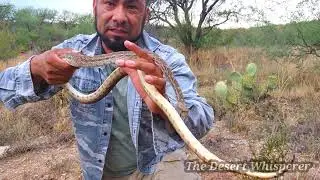 Gopher Snake!