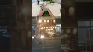 Do you think dogs understand music?