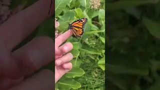 monarch butterfly release