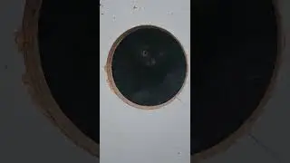 Спасите котят, отправлю🙏