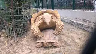 Las Tortugas Locas - Turtle Sex
