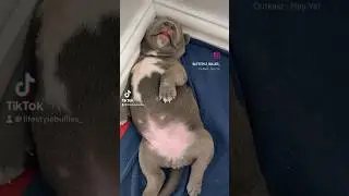 The Puppy Life❤️Super cute American Bully Puppies💖#yt#puppy#puppylife#americanbully#cutedog#shorts