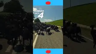 БАРАШКИ МАШИН НЕ БОЯТСЯ | ПРЁМ #shorts #ПРЁМ #КАВКАЗ #навелосипеде