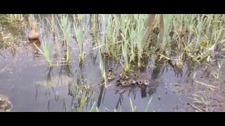 утачка