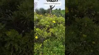 Весна в Израиле