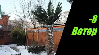 Пальмы в мороз -8 с ветром!
