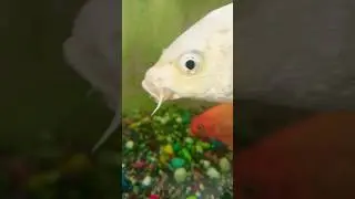 new video YouTube