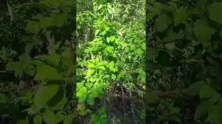 Стихия ЖИЗНЬ