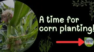 A time for corn planting!