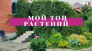 17 МАЛОУХОДНЫХ РАСТЕНИЙ В МОËМ САДУ🌿🥰
