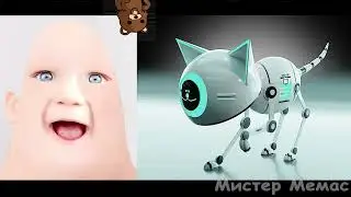 твой первый кот: