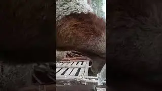 Ботя