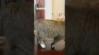 Я - БАРСИК! Я живу в Пермском крае, а ты где? 