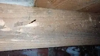 Timber Inspection