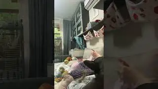#обезьяны