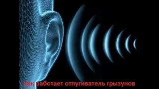 Как работает ультразвуковой отпугиватель грызунов