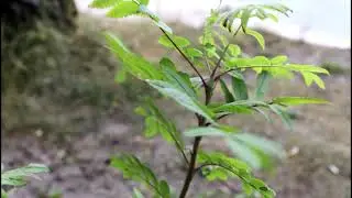 Летний вечер