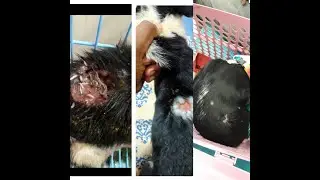 4 Week Old Puppy Suffers Maggot Infested Wound Recovery story