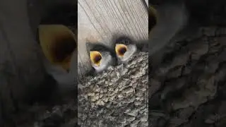 Schwalben füttern Jungvögel, Swallows feed young birds, 