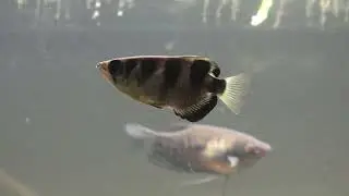 Schützenfisch, Toxotes jaculatrix