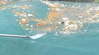 Bird Poo On Shade Cloth