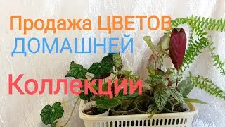 2 часть 🌺🌿🌹🪴 Ассортимент цветов для продажи