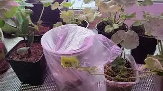 где преобретаю черенки герани приходилось даже красть🌹🌹🌹🌹🌹