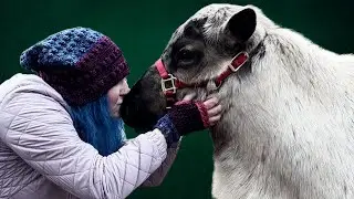 A Cozy Crochet Vlog: Meeting Reindeer