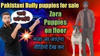 Pakistani Bully puppies for Sale|Top quality Pakistani Bully puppies|Zora x Black Diamond 💎 Billu