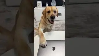 Наглый пёсик😁