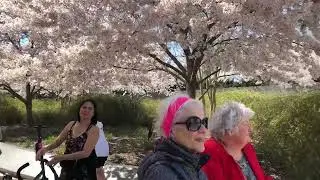 Cherry Tree Festival, April 23, 2019 looking around in Washington D.C.