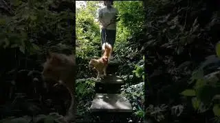 Kitten on a walk. Available.