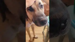 Malleus, my Kangal / Boz 