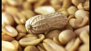 تعرف على فوائد مهمة ومفيدة للفول السوداني لمرضي السكر والقلب