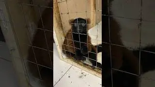 Я под ужасным впечатлением! #животные