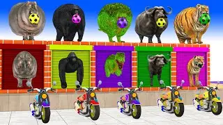 Paint Animals Gorilla,Tiger, Hippo, Buffalo, T-Rex Fountain Crossing Transformation Animals Cartoon