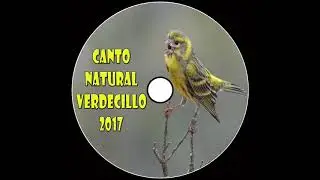 Canto del Verdecillo / Serinus Serinus / 2017
