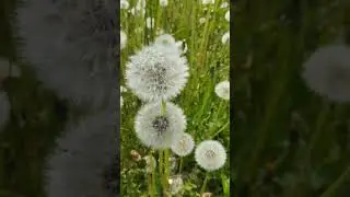 Просто одуванчики 🌼 Просто лето! Просто СЧАСТЬЕ!