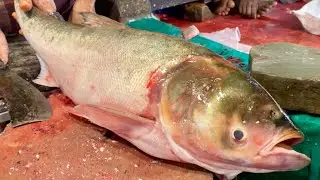 Mastering the Art of Big Head Carp Fish Skin Removeing & Chopping Skills | Full Step-by-Step Guide