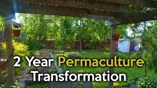 2 Year Permaculture Urban Garden Transformation