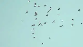 Birds Flying  free video | royalty free video | no copy right  video