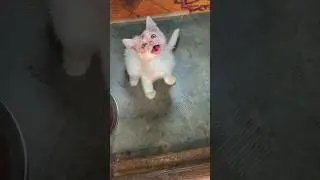 OH MY CAT 😨🥹 #shorts #cat #catlover